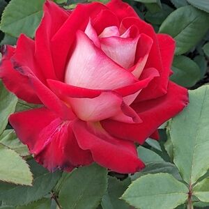 Meet your Posher, Miriam